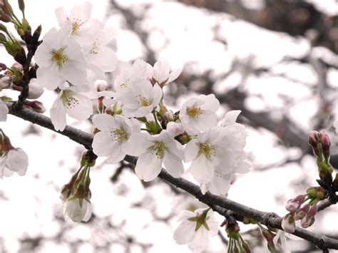 Cherry Tree Free Stock Photo Public Domain Pictures