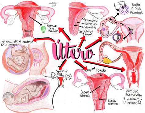 Anatomia Sistema Reproductor Femenino Mapa Conceptual Shibaswap My