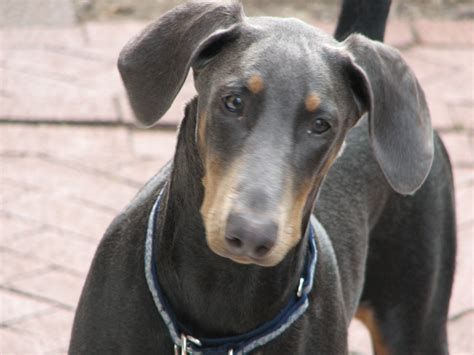 Sad Doberman Pinscher Dog Photo And Wallpaper Beautiful Sad Doberman