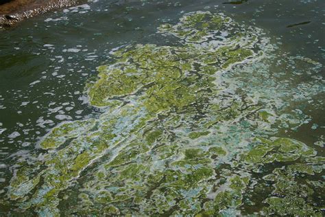 Blue Green Algae 01 Mark Sadowski Flickr