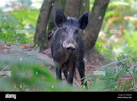 Wild Boar In The Forest Of Dean Hi Res Stock Photography And Images Alamy