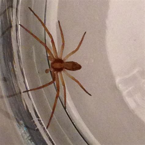 Baby Brown Recluse Spider How To Identify Is It Dange Vrogue Co