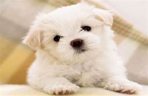 Cutest Small Dogs Breeds Puppy Cute Dog