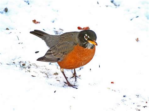 Snow Robin American Robin Turdus Migratorius Snow Winters Tale