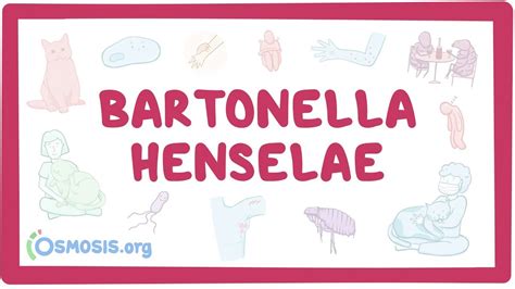 Bartonella Henselae Cat Scratch Disease And Bacillary Angiomatosis
