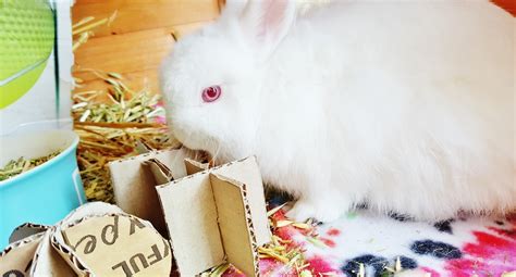 Make your own homemade rabbit toys. Diy Cardboard Toys For Rabbits · How To Make A Pet Toy ...