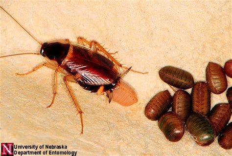 Cockroaches Entomology Nebraska