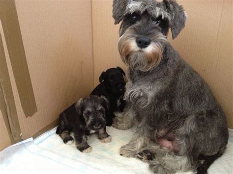 Miniature schnauzer puppies for sale, we carry variety breed from toy to large breeds here. Miniature Schnauzer Puppies | Glasgow, Lanarkshire | Pets4Homes