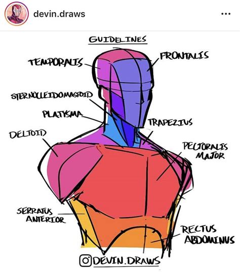 Figure Drawing Reference Anatomy Reference Art Reference Photos