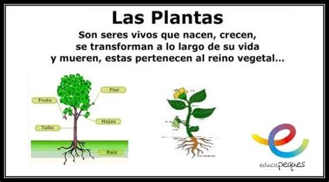 Que Son Las Plantas Partes Y Funciones De Las Plantas