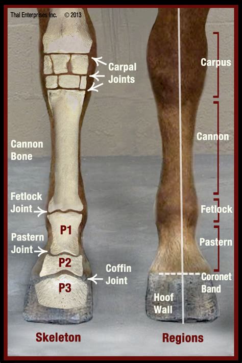 Final Qr Equine Lower Limbs From Front Horse Side Vet Guide