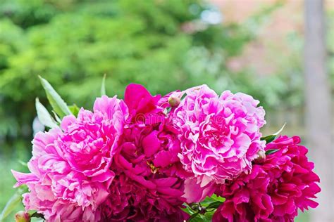 Pink Peony Flowers Bouquet Stock Image Image Of Pink 139916921
