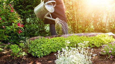 Horticultural Therapy What Is It