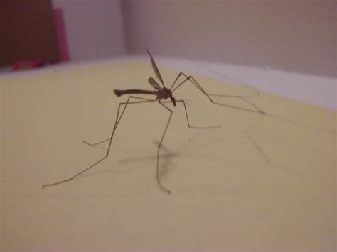 Filereally Big Mosquito From One Side Wikimedia Commons