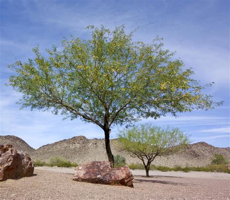 Honey Mesquite Tree For Sale Buying And Growing Guide
