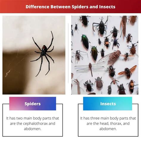 Spiders Vs Insects Difference And Comparison