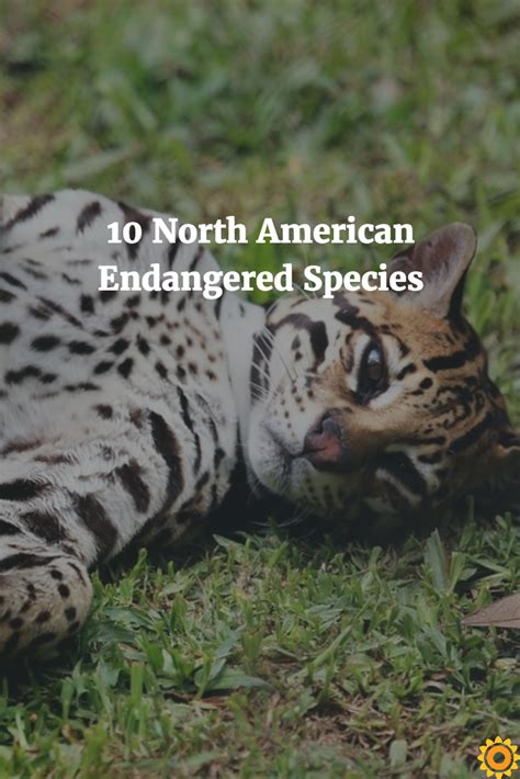 10 North American Endangered Species Endangered Species Endangered