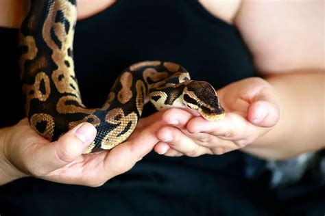 Can You Handle A Ball Python Everyday