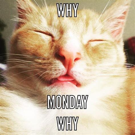 One cute monday meme features a cat with its paws raised up as if they have the ability to shoot laser beams. 59 Monday Meme Pictures To Try And Make Your Weekend Longer