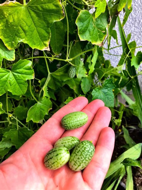 first mouse melon harvest tastes like cucumber r gardening