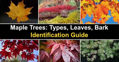 Maple Trees Types Leaves Bark Identification Guide Pictures