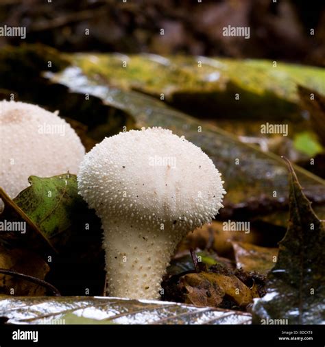 Common Puffball Lycoperdon Perlatum Stock Photo Alamy