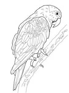 blue crowned green parrot coloring page supercoloringcom