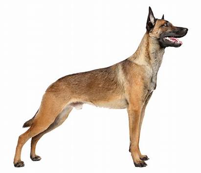 Malinois Belgian Breed Dog Sable Fawn Shepherd