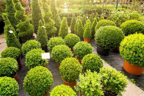 4 Evergreen Shrubs To Add Great Year Round Color To Your Landscape