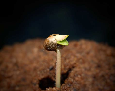How To Germinate Our Seeds Breed Bros