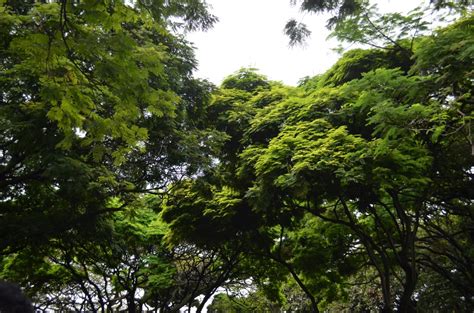 70 10 bunga hutan hijau. Gambar : pohon, cabang, menanam, daun, bunga, hijau, rimba ...