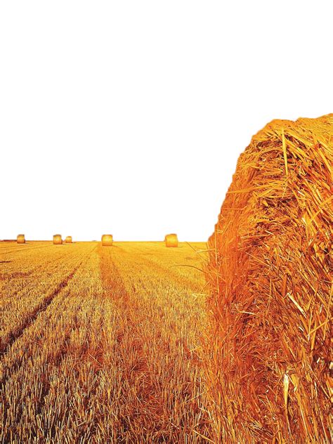 Wheat Field PNG Transparent Images | PNG All