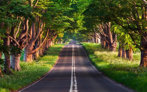 Blandford Road Wallpaper 4k Empty Road Green Trees Landscape Woods