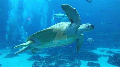 Green Sea Turtle Georgia Aquarium 2017 By Inspirationismusic On