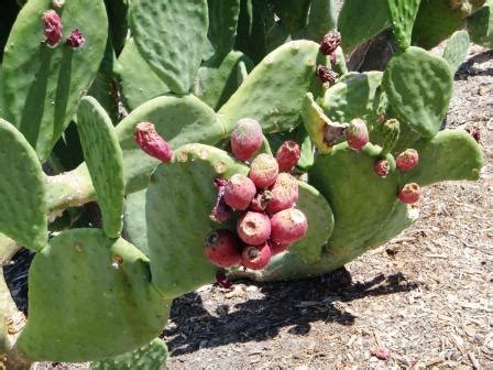 The sonoran desert is located 25.3° to 33° north and this cactus grows in a upright position with pads sticking out at all angles covered with barbed spin. Xtremehorticulture of the Desert: Some Cacti Can Be Grown ...