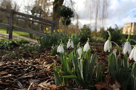 Where To See Snowdrops In Kent This February Including Hever Castle