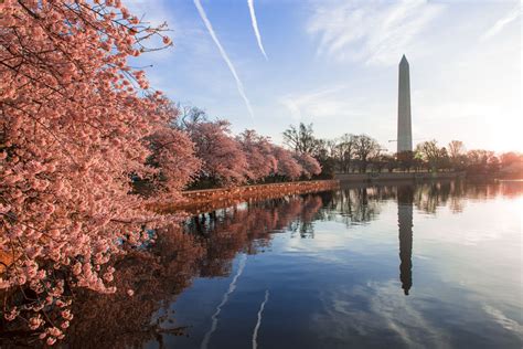 Top Spots For Cherry Blossoms In Virginia Maryland And Dc
