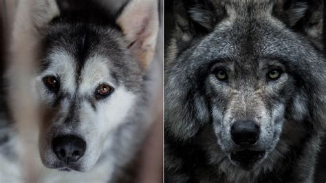 Diferencias Físicas Entre Perros Y Lobos Blog De Cim Formación