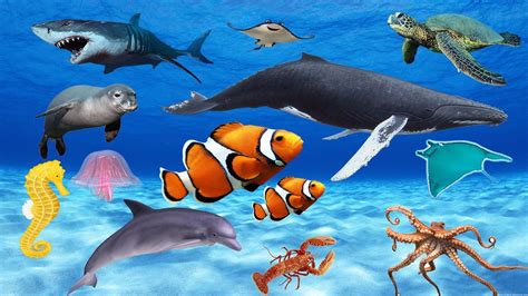 20 Sea Animal Names Background Temal