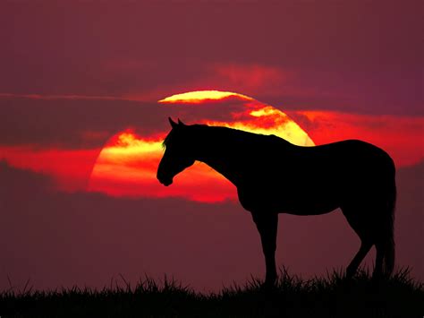 Pferd Sonnenuntergang Wiese Natur Kostenloses Stock Bild Public