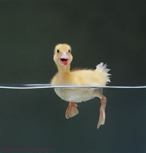 Duckling Swimming On The Surface Photo Wp14210