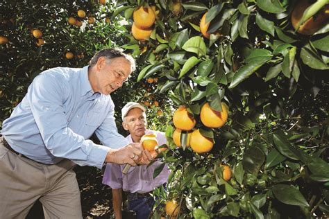 Solve Citrus Greening Bayer Hopes To Find A Way Agdaily