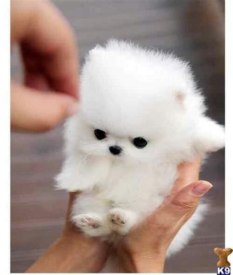 20 Cutest Teacup Dogs In The World In 2020 Cute Puppies Cute Baby
