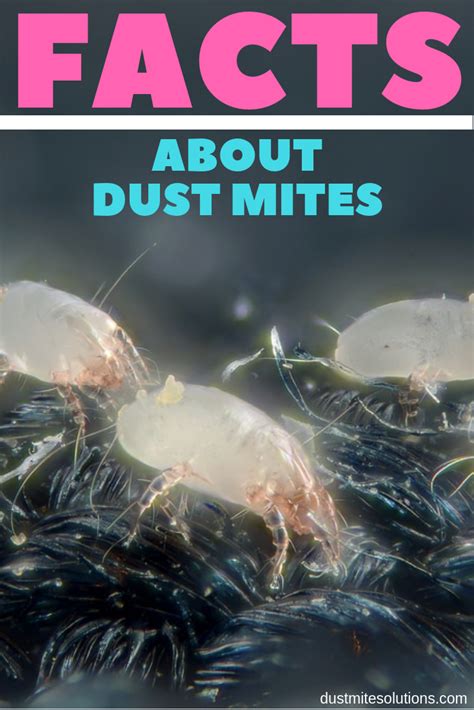 Dust Mites Are Invisible To Our Eyes However They Can Cause Use A Lot