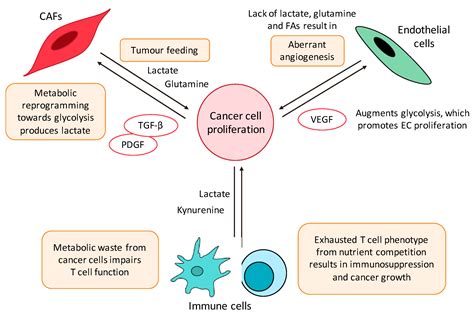 Molecules Free Full Text Targeting Metabolism In Cancer Cells And