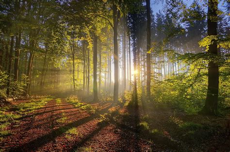 Hd Wallpaper Sunbeam Forest Trees Foliage Path Nature Wallpaper