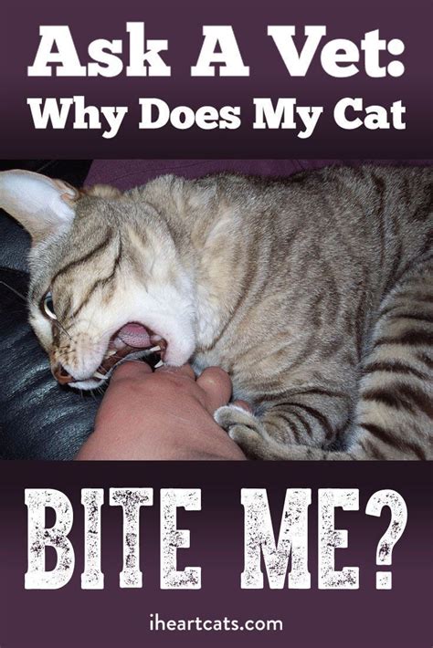 Ask A Vet Why Does My Cat Bite Me Cat Biting Cat Behavior Cat Facts