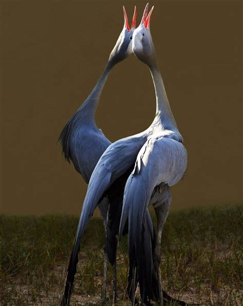 Stunning Blue Cranes Styles Time Animals Colorful Birds Birds