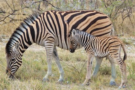 Zebra Baby Animals With Stripes ~ Animal Photos