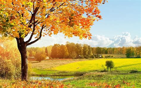 Hd Wallpaper Fall Screensavers And Backgrounds Change Tree Autumn